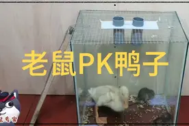 当老鼠遇上鸭子，后果怎么呢？视频封面