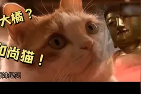 猫咪爱拜佛，终身吃素拒吃荤，背后原因后让人感动视频封面
