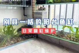 别具一格的阳台鱼缸，改造翻缸视频封面