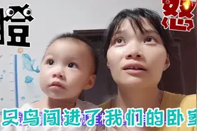 临睡觉了 一个小鸟闯进了卧室 ，赶紧赶不走 ，只能出绝招了视频封面