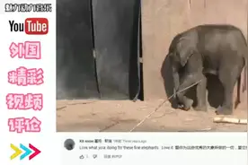 外国动物园里的大象，外国评论：看起来很庄严视频封面