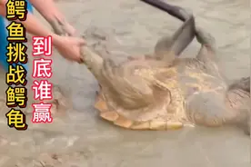 塘中出现两种凶猛覇主，鳄鱼挑战鳄龟，到底谁才是王者？视频封面