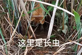 粉丝们最喜欢的虫狗，看完就懂为什么我不帮你们找虫狗视频封面