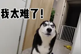 当着哈士奇的面，一直捅他的屁股，二哈会是什么反应？视频封面