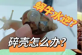 白玉蜗牛也水逆？蜗牛洗澡要注意什么？壳碎了怎么办！