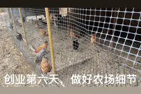 鸡棚围网围好鸡更健康，一年多几万元，散养土鸡做好细节才能赚钱