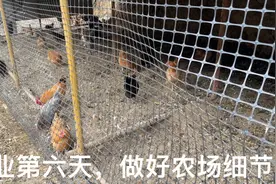 鸡棚围网围好鸡更健康，一年多几万元，散养土鸡做好细节才能赚钱
