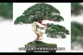 价值上百万的极品金弹子盆景，一棵就能换一套房视频封面