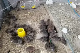 家庭养鹌鹑好不好？每天可以捡蛋，还可以和小朋友互动,一举两得视频封面