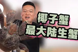 世界上最难吃的螃蟹 椰子蟹终极之战