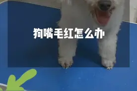 狗狗的嘴巴的毛发红我们怎么办！