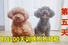 挑战100天训练狗狗技能，第五天主人亲自示范，结果会有惊喜吗？视频封面