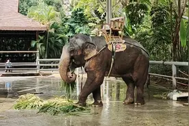 近距离看大象，憨态温顺庞大。身体上有点朴素的脏，但是不烦人。