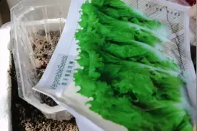 种箱子玻璃生菜，撒完种子后关键一步做好了，出芽率高苗长的快