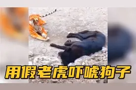 【搞笑配音】用假老虎吓唬狗子....狗子的反应也太逗了吧.....视频封面