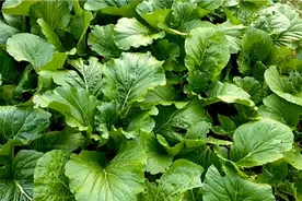 种植大白菜喷醋能增产，在喷醋时应注意什么？喷醋比例是多少