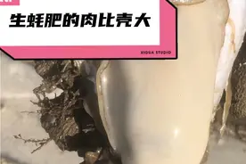 生蚝，肉比壳大，天然生蚝？视频封面