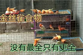 老魏给金丝雀吃的食物多达十几种，都给吃的啥？视频封面