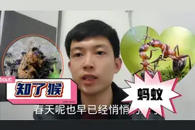 2分钟视频带你了解 知了猴在地下如何躲避蚂蚁 真是凭本事活着