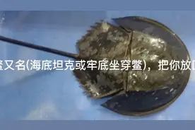 国家野生保护动物中华鳖(海底坦克或牢底坐穿鳖)捉到要放生