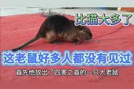 杂技团来农村表演 这是我见到过最大的老鼠 性格温和可做宠物饲养视频封面