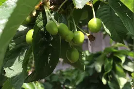 我家的樱桃长大了，父亲一春天的浇水施肥，看到了成果视频封面