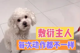 想敷衍主人的狗狗，太天真了…