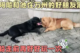 万亿即将带上阿飚离开家乡，踏上新的征程视频封面