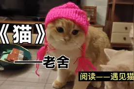 《猫》是老舍先生的抒情散文，字里行间流露出作家对猫的喜爱之情视频封面