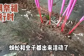 清明挂青和祖先聊聊天，保佑发财健康，蜈蚣和虫子也出来凑热闹了视频封面