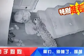 搞笑解说：监控拍下豹子楼道里猎杀狗狗，狗子装睡能逃过一劫吗？视频封面
