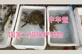 逛陵水赤伶海鲜市场，发现竟然卖国家二级保护动物中华鲎，60一斤