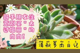 新手朋友注意别买＂太过艳丽＂的肉肉！视频封面