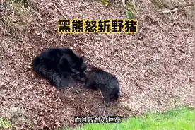 黑熊怒斩野猪，野猪的脊椎都快被抽出来了视频封面
