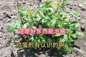 这是长寿花开花了，这个叫汉川奇听说是药材，清热解毒化痰止咳。视频封面