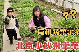 北京农村有机蔬菜采摘，多种蔬菜一起摘，2岁半小伙卖菜很实惠！视频封面