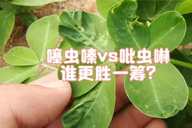 虽然噻虫嗪和吡虫啉都能治蚜虫，但效果却有大差距，使用时要注意视频封面