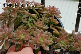 夏天种的阿伦培，如今盆盆爆满，配土很关键，神仙水也功不可没视频封面
