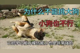 狗市买狗不要随意买2个月的小狗 要挑3至4个月的犬 5个月的不能要视频封面