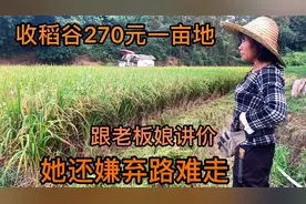 湖南老板来广西农村收稻谷，270元一亩地，跟她讲价一分也不少视频封面