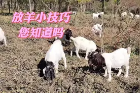 放羊小技巧，您知道吗？放牧中小羊是如何够到3米高树叶的？视频封面