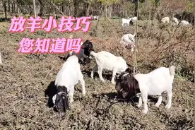 放羊小技巧，您知道吗？放牧中小羊是如何够到3米高树叶的？视频封面