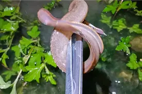 刀鳅老板给150一斤，草丛和石缝下面发现有好多，一条比一条大视频封面