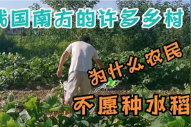 在我国南方的许多农村，为什么不愿意种水稻，听听农民是怎么说的视频封面
