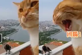 一喵一鸦对吵！橘猫疑似吃了乌鸦的食物，网友：这语言相通吗