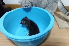 把小猫偷偷拿走，急坏了猫妈妈😂视频封面