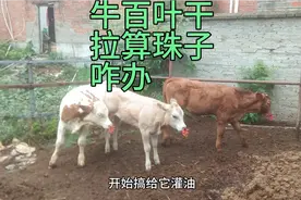 一头小牛犊百叶干，拉算珠子，瓣胃阻塞的处理方法。
