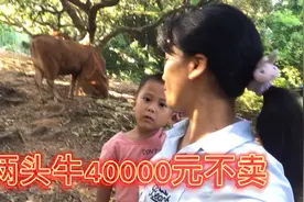 两只牛40000元不卖，牛妈和牛女儿怀孕了过几天生，变成4头牛视频封面
