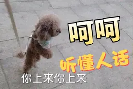 小泰迪成精了，完全能听懂人话，麻麻让它干啥都知道！视频封面