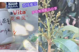 果农多年用这几种荔枝催花配方，年年用，年年丰产，今天全面分享视频封面